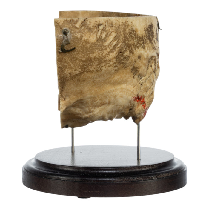 Real Human Partial Skull on Stand