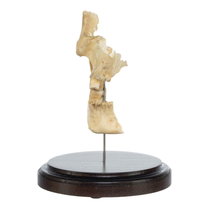 Real Human Partial Skull on Stand