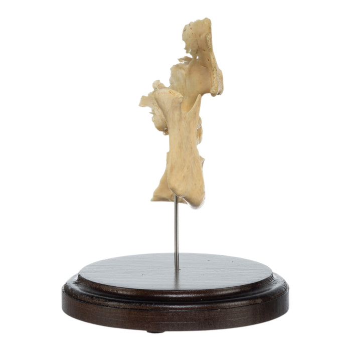 Real Human Partial Skull on Stand