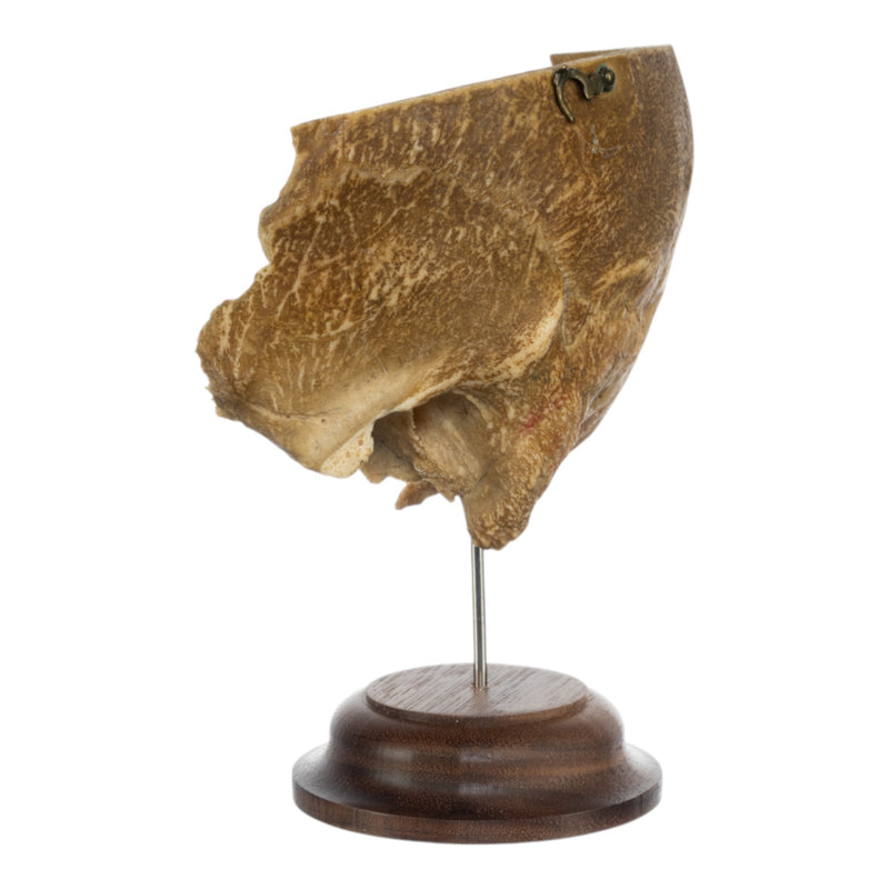 Real Human Partial Skull on Stand