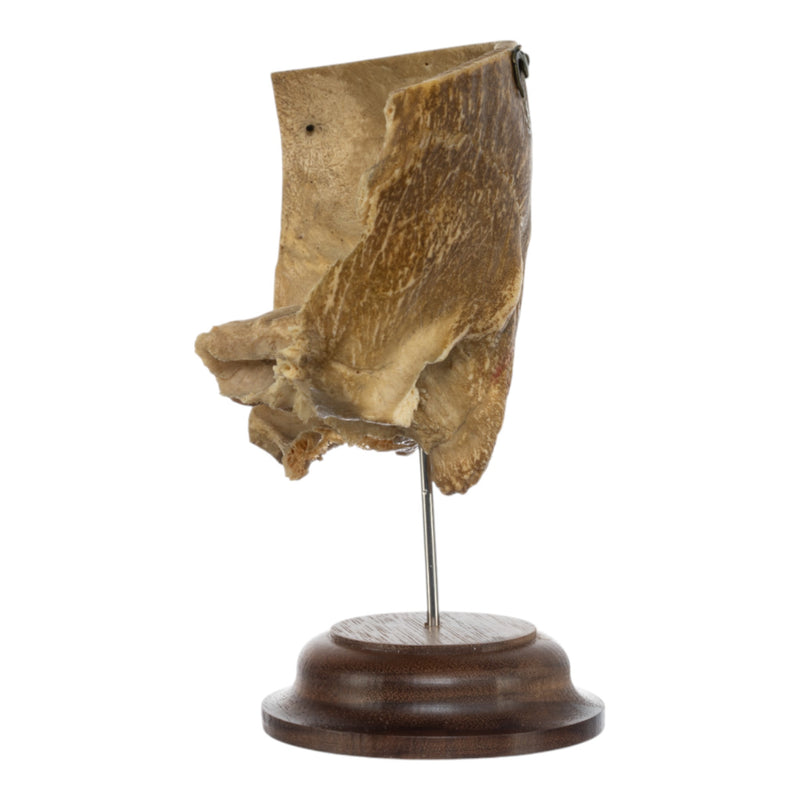 Real Human Partial Skull on Stand