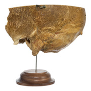 Real Human Partial Skull on Stand
