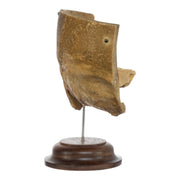 Real Human Partial Skull on Stand