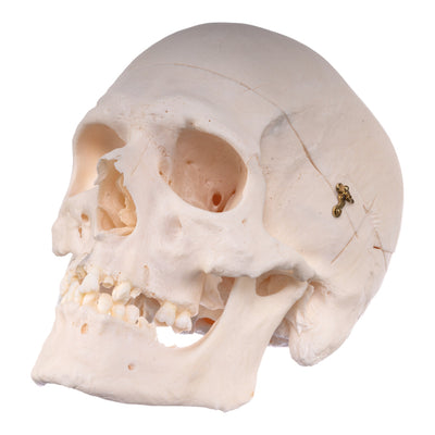 Real Research Quality Human Skull
