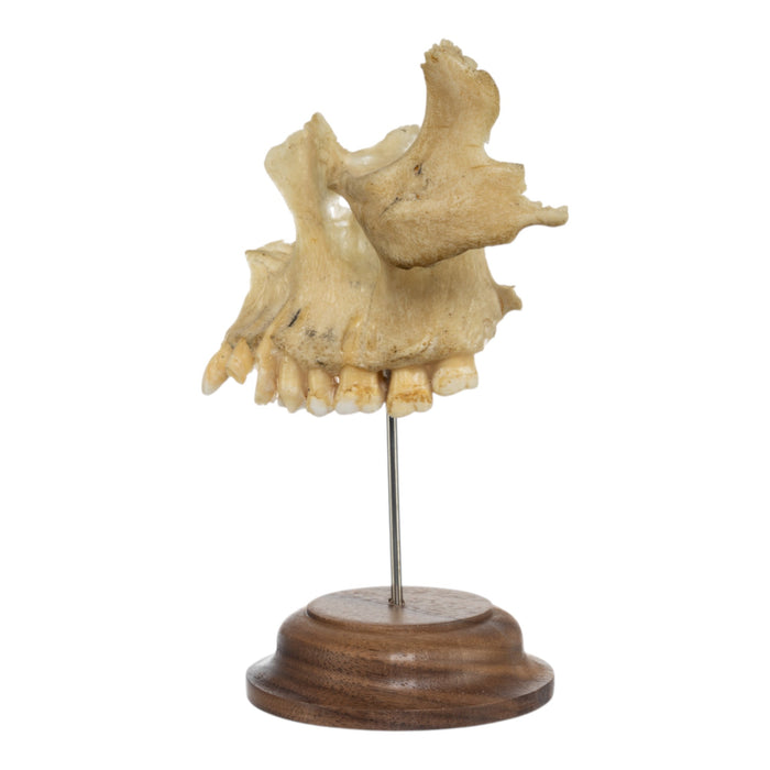 Real Human Maxillary Bone on Stand