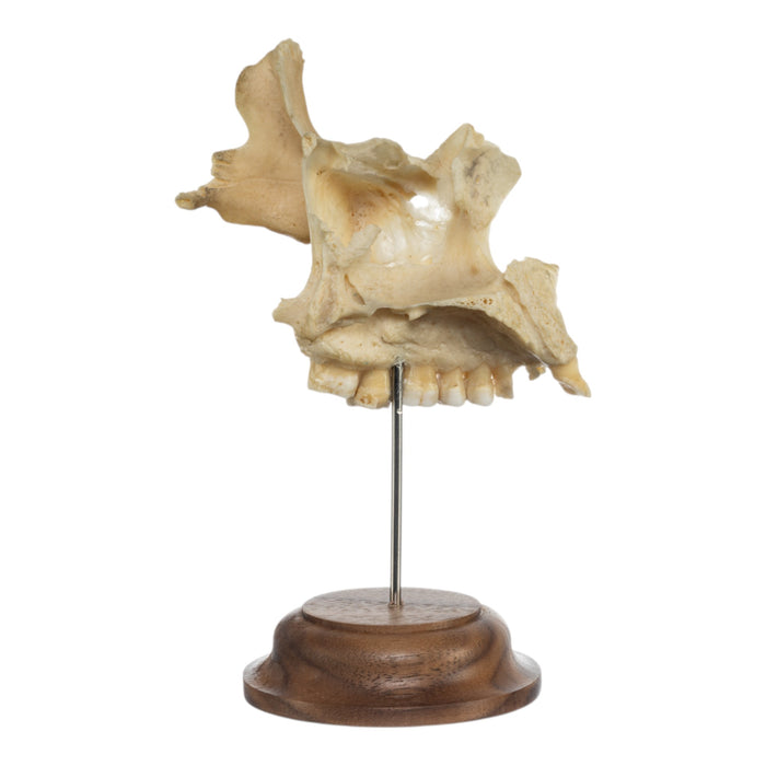 Real Human Maxillary Bone on Stand