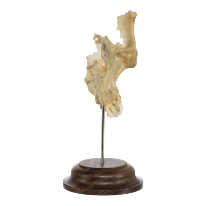 Real Human Maxillary Bone on Stand