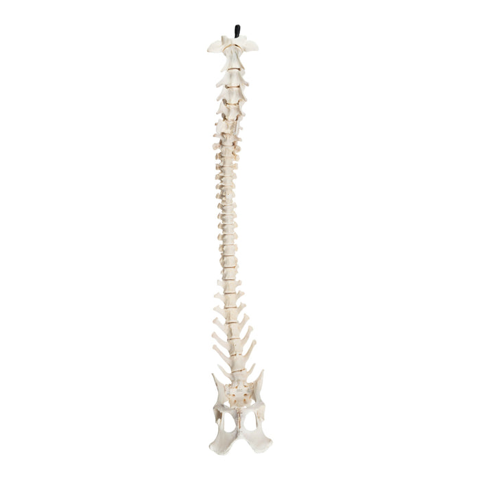 Real Domestic Dog Spine with Sacrum and Pelvis