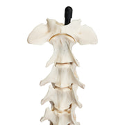 Real Domestic Dog Spine with Sacrum and Pelvis