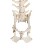Real Domestic Dog Spine with Sacrum and Pelvis