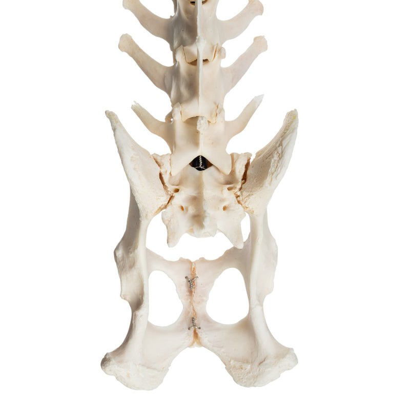 Real Domestic Dog Spine with Sacrum and Pelvis