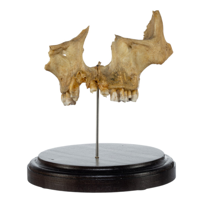 Real Human Partial Skull on Stand