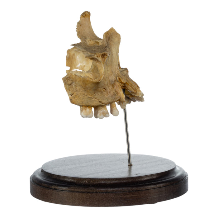 Real Human Partial Skull on Stand