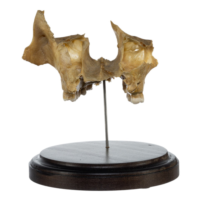 Real Human Partial Skull on Stand