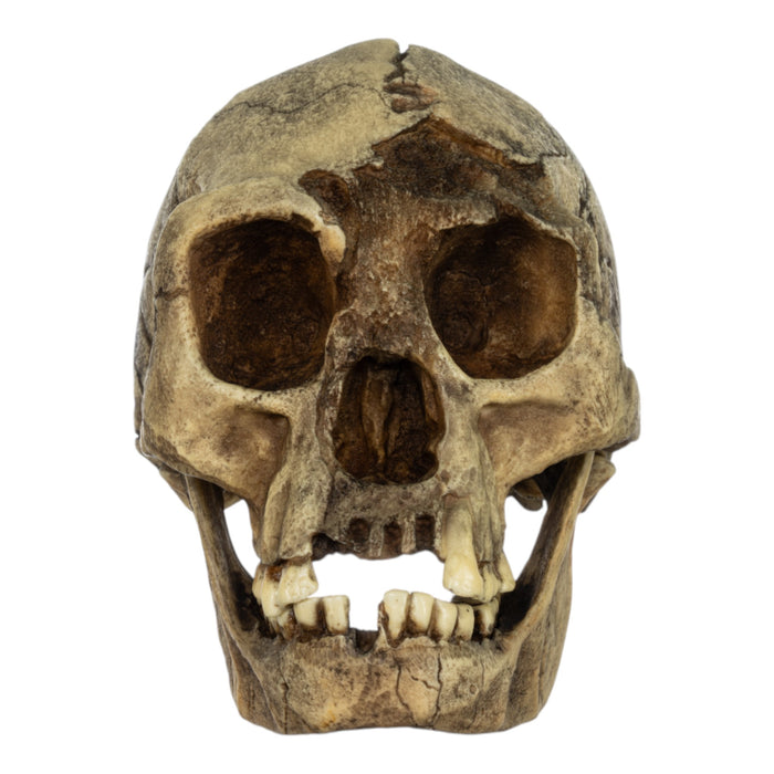 Replica Homo floresiensis Skull (Flores Skull LB1)