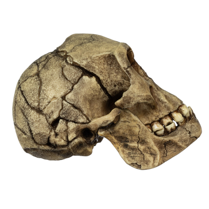 Replica Homo floresiensis Skull (Flores Skull LB1)