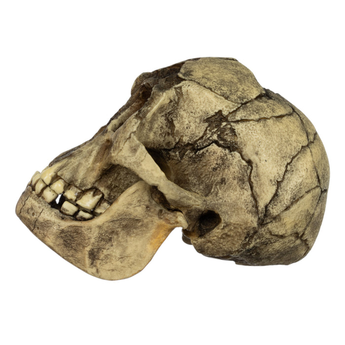Replica Homo floresiensis Skull (Flores Skull LB1)