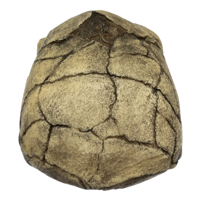 Replica Homo floresiensis Skull (Flores Skull LB1)