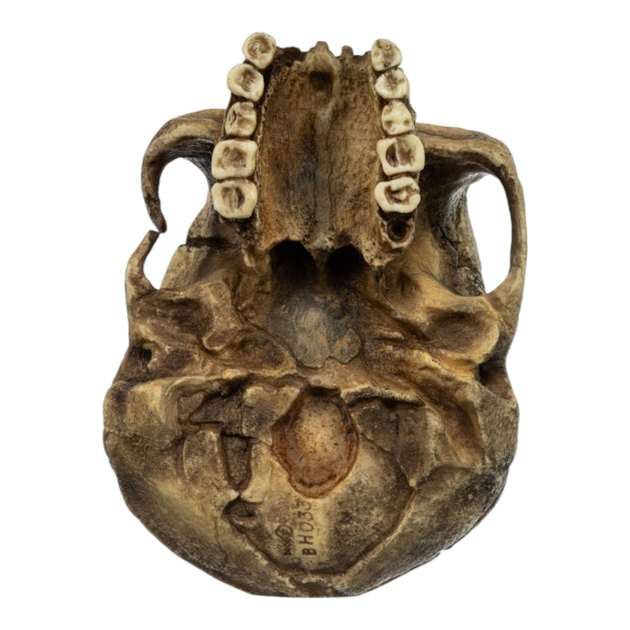 Replica Homo floresiensis Skull (Flores Skull LB1)