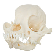 Real Domestic Dog Skull - Shih Tzu