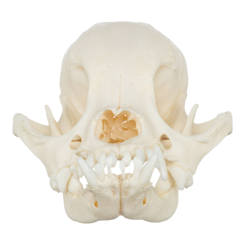 Real Domestic Dog Skull - Shih Tzu