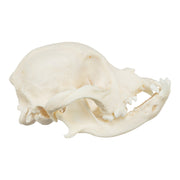 Real Domestic Dog Skull - Shih Tzu