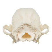 Real Domestic Dog Skull - Shih Tzu