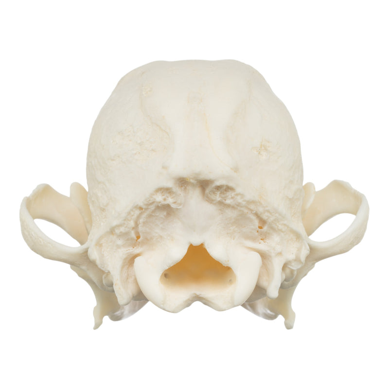 Real Domestic Dog Skull - Shih Tzu