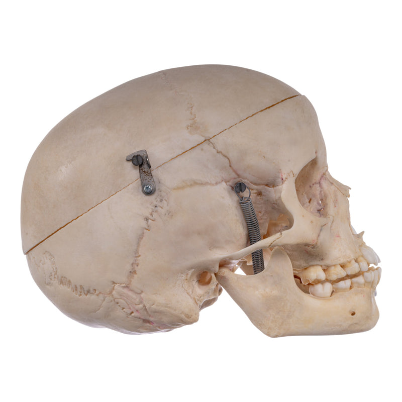 Real Human Child Skull
