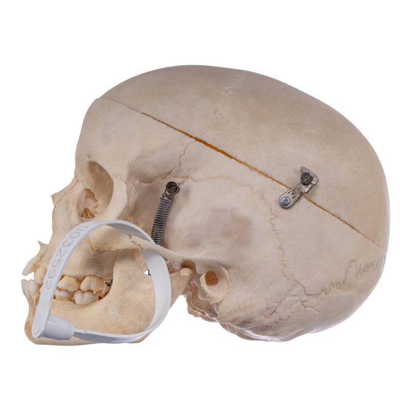 Real Human Child Skull