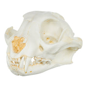 Replica Caracal Skull