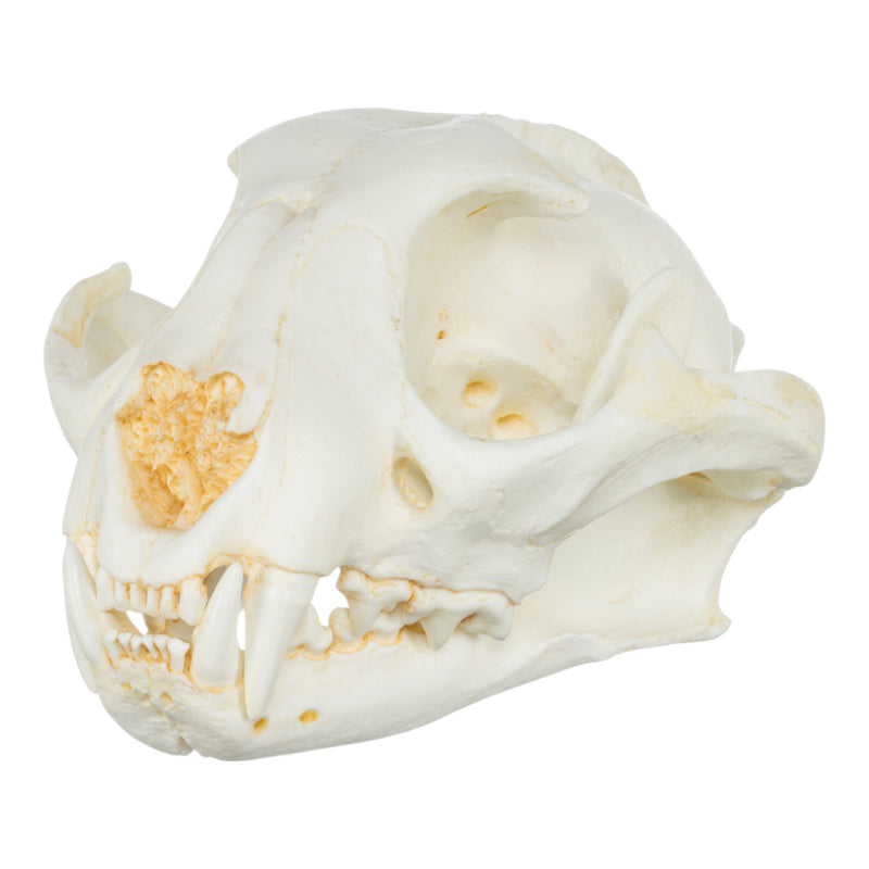 Replica Caracal Skull