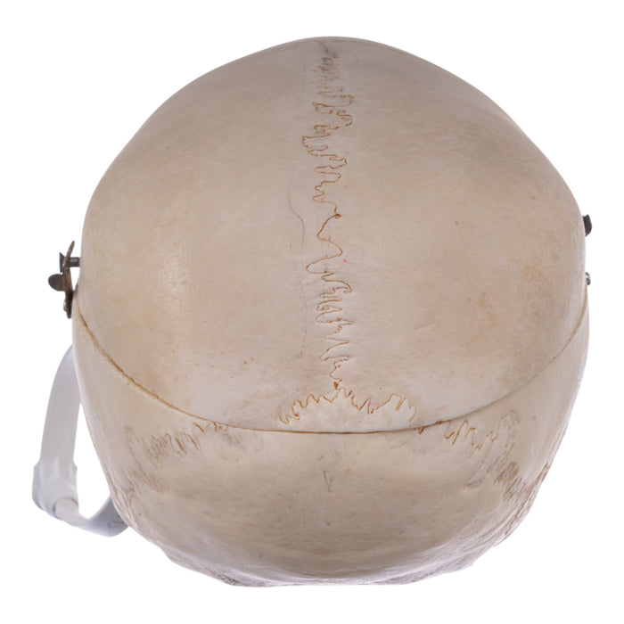 Real Human Child Skull