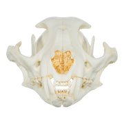 Replica Caracal Skull