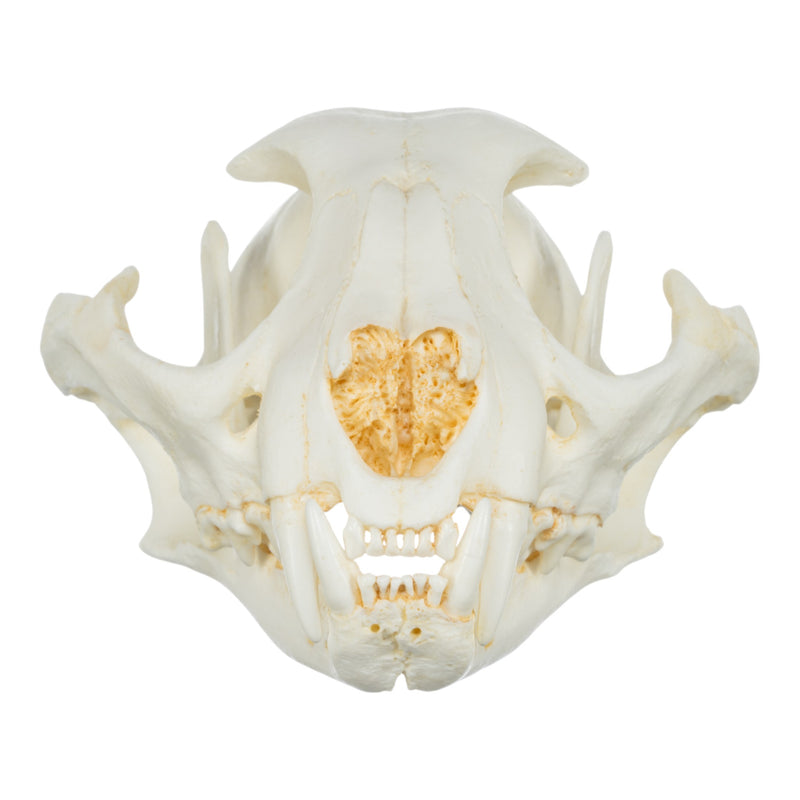 Replica Caracal Skull
