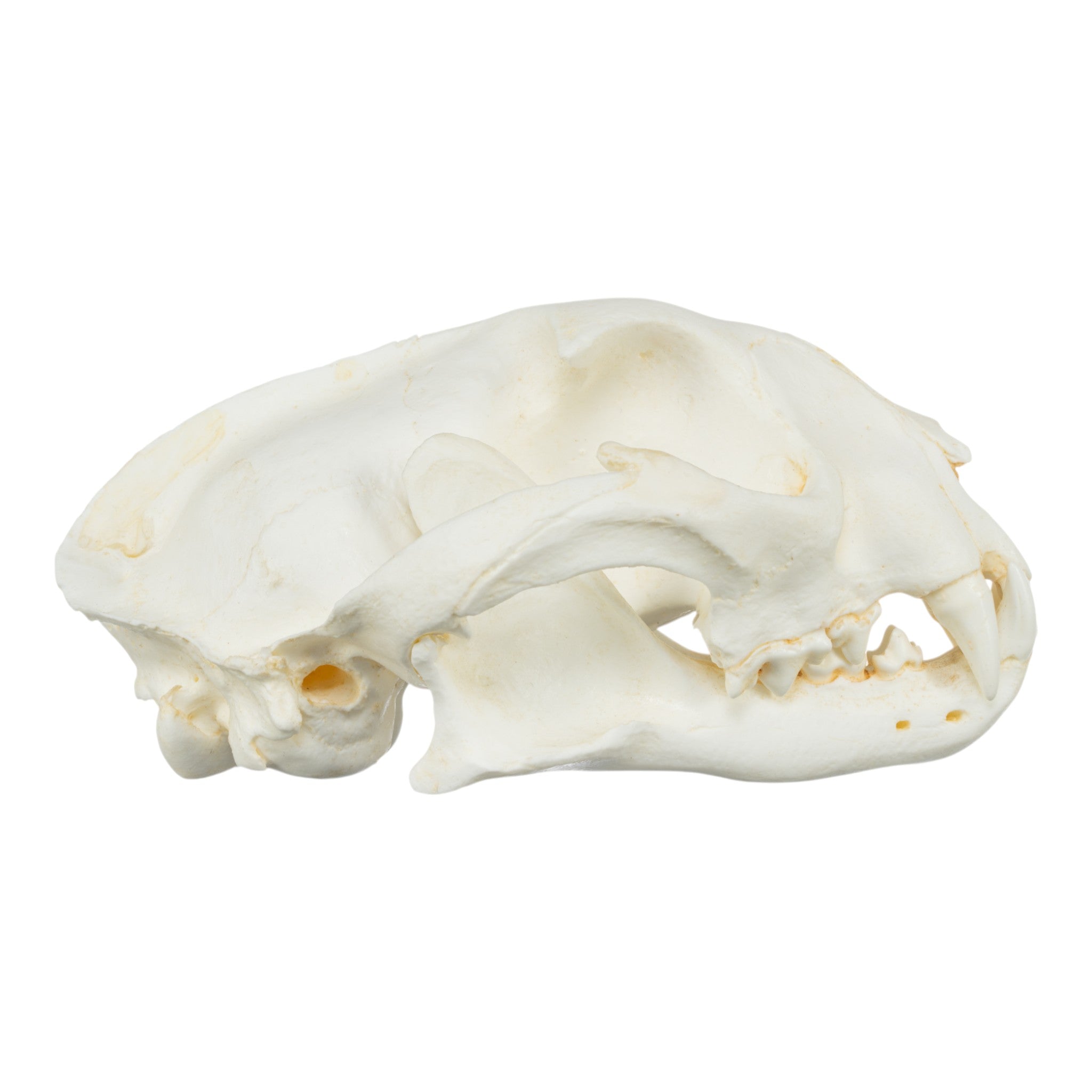 Replica Caracal Skull For Sale — Skulls Unlimited International, Inc.