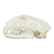 Replica Caracal Skull