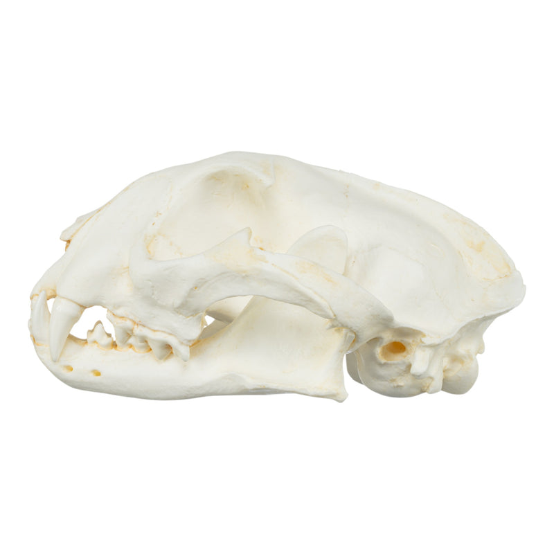 Replica Caracal Skull