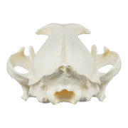Replica Caracal Skull