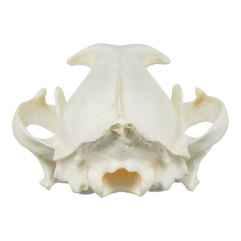 Replica Caracal Skull
