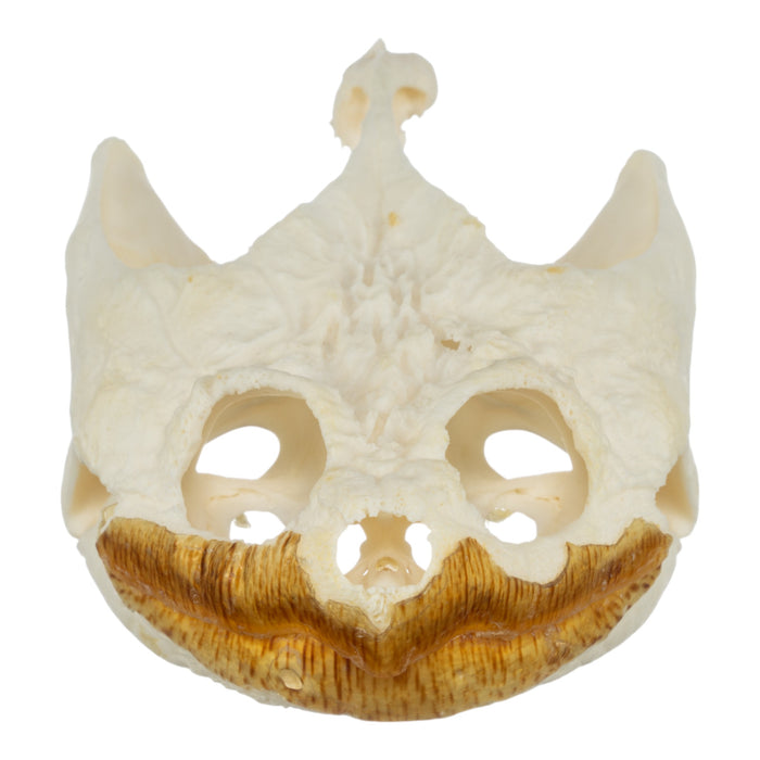 Real Snapping Turtle Skull - Large (Pathology)