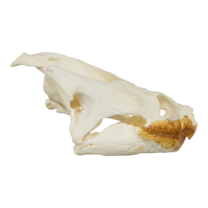 Real Snapping Turtle Skull - Large (Pathology)