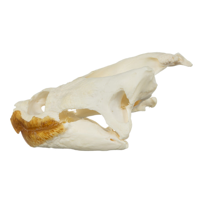 Real Snapping Turtle Skull - Large (Pathology)