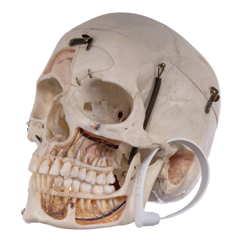 Real Human Skull - Dissected