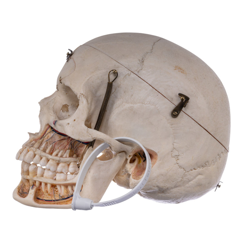 Real Human Skull - Dissected