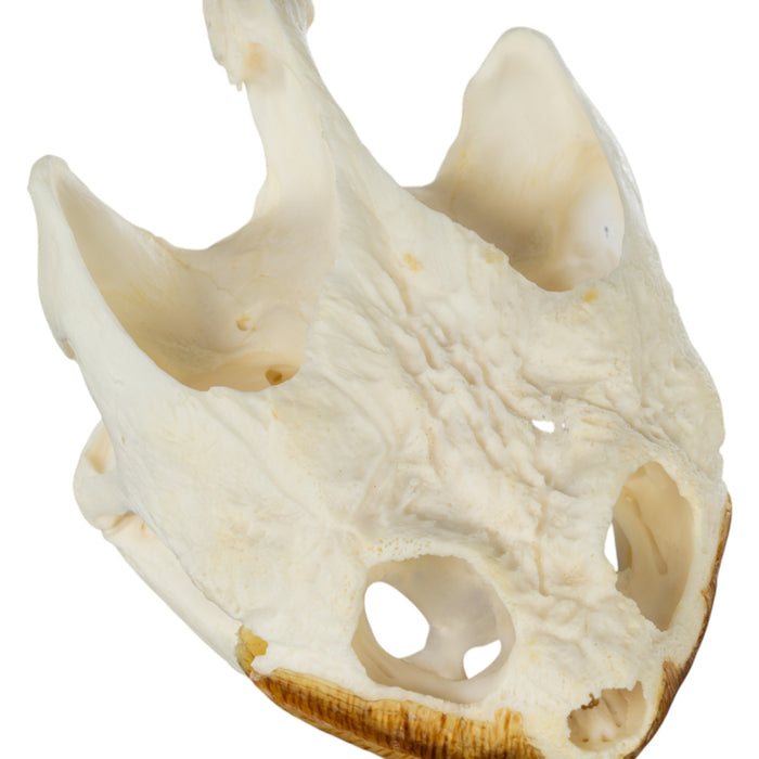 Real Snapping Turtle Skull - Large (Pathology)