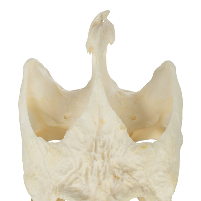 Real Snapping Turtle Skull - Large (Pathology)