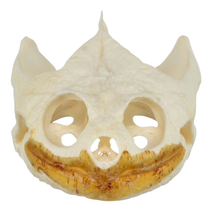 Real Snapping Turtle Skull - Large (Pathology)