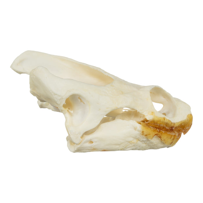 Real Snapping Turtle Skull - Large (Pathology)