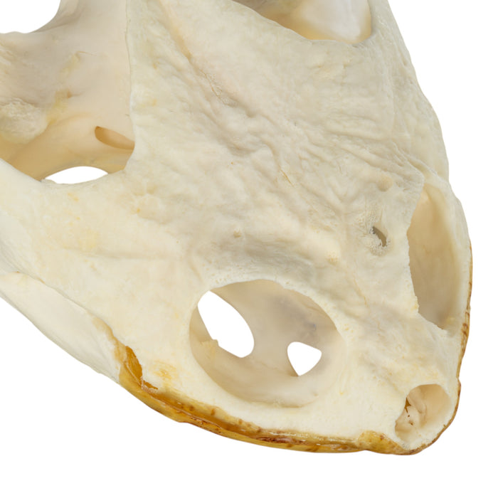 Real Snapping Turtle Skull - Large (Pathology)